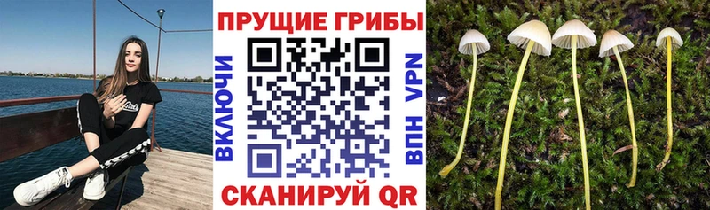 как найти закладки Кинешма Псилоцибиновые грибы мицелий